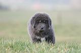 DOGUE DU TIBET 717
